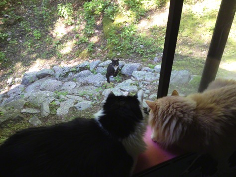 Barry comes a courtin R AF Olson.jpg Barry comes a courtin R AF Olson